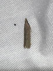 Dichomeris ligulella