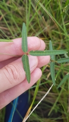 Macroptilium gracile