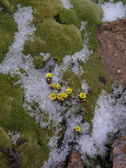 Saxifraga macrocalyx