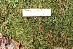Atrichum selwynii