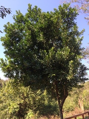 Chrysophyllum gonocarpum