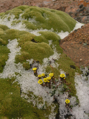 Thylacospermum caespitosum