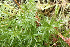 Atrichum selwynii