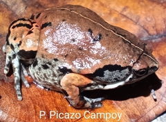 Hypopachus variolosus