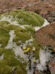 Thylacospermum caespitosum