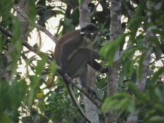 Cercopithecus petaurista
