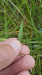 Macroptilium gracile