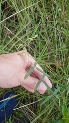 Macroptilium gracile