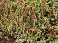 Cladonia transcendens