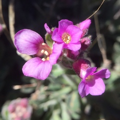 Boechera breweri