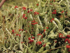 Cladonia transcendens