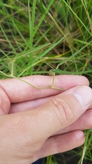 Macroptilium gracile