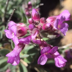 Boechera breweri
