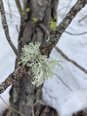 Evernia