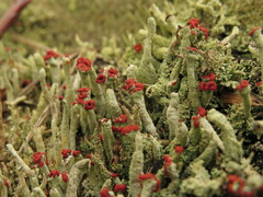 Cladonia transcendens