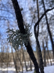 Evernia
