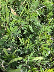 Indigofera hendecaphylla