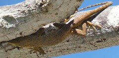 Anolis smaragdinus