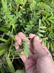 Indigofera hendecaphylla