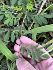 Indigofera hendecaphylla