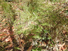 Cheilanthes tenuifolia