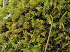 Racomitrium aciculare