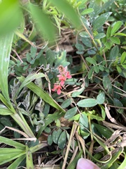 Indigofera hendecaphylla