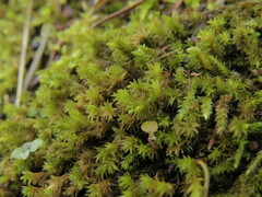 Racomitrium aciculare