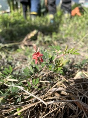 Indigofera hendecaphylla
