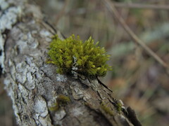 Orthotrichum pulchellum
