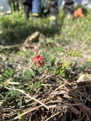 Indigofera hendecaphylla