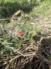 Indigofera hendecaphylla