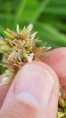 Elephantopus angustifolius