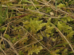 Homalothecium megaptilum