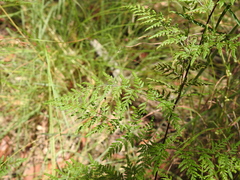 Cheilanthes tenuifolia