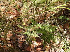 Cheilanthes tenuifolia
