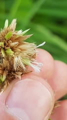 Elephantopus angustifolius