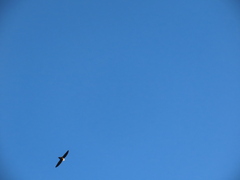 Chaetura pelagica
