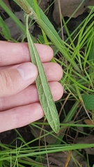 Elephantopus angustifolius