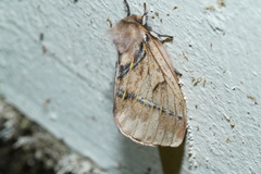 Pseudodirphia biremis