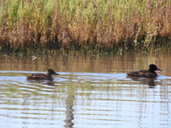 Heteronetta atricapilla