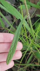 Elephantopus angustifolius