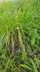 Elephantopus angustifolius