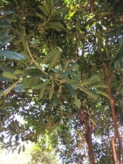 Chrysophyllum gonocarpum