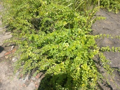 Phyllanthopsis phyllanthoides