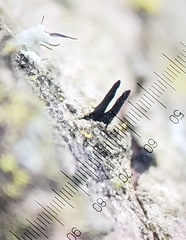 Morrisographium boudieri