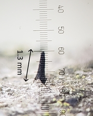 Morrisographium boudieri