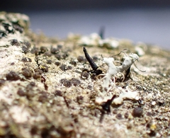 Morrisographium boudieri