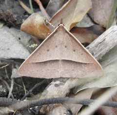 Epidesmia chilonaria