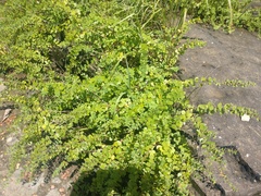 Phyllanthopsis phyllanthoides